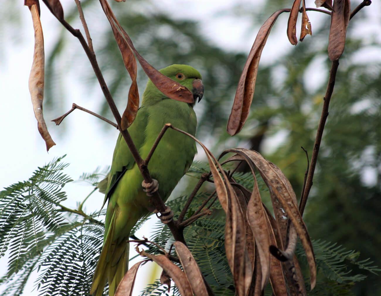 Senegal parrot. © Lucy Keith-Diagne