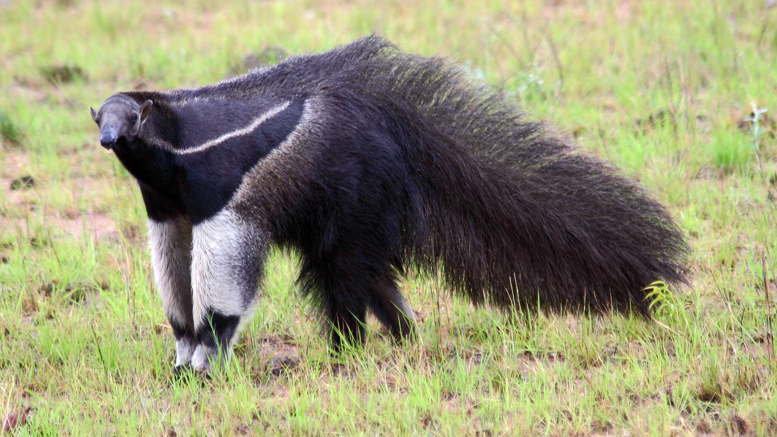 A giant anteater in Guyana. © Wayne Sentman