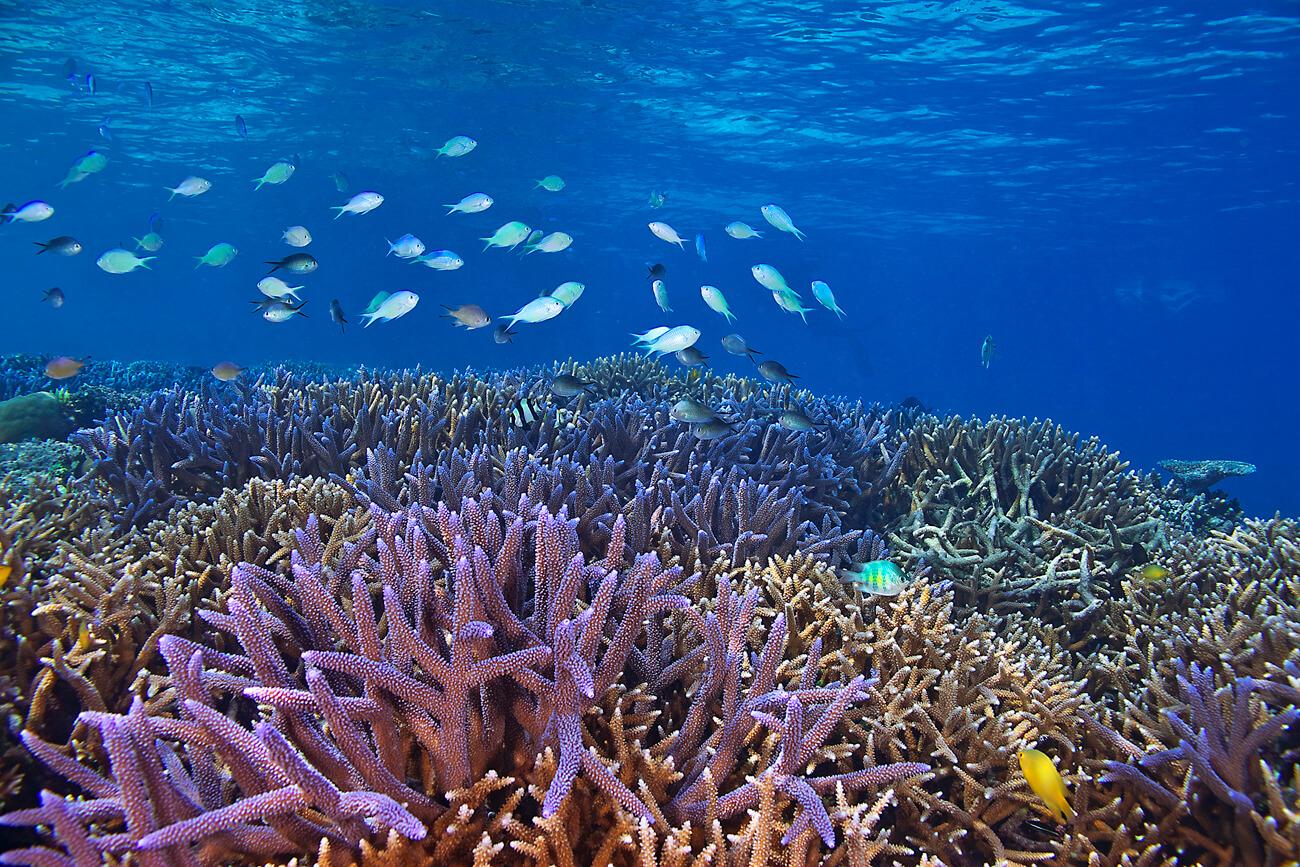 One of Palau's colorful hard coral (Acropora sp.) gardens. © Keoki Stender