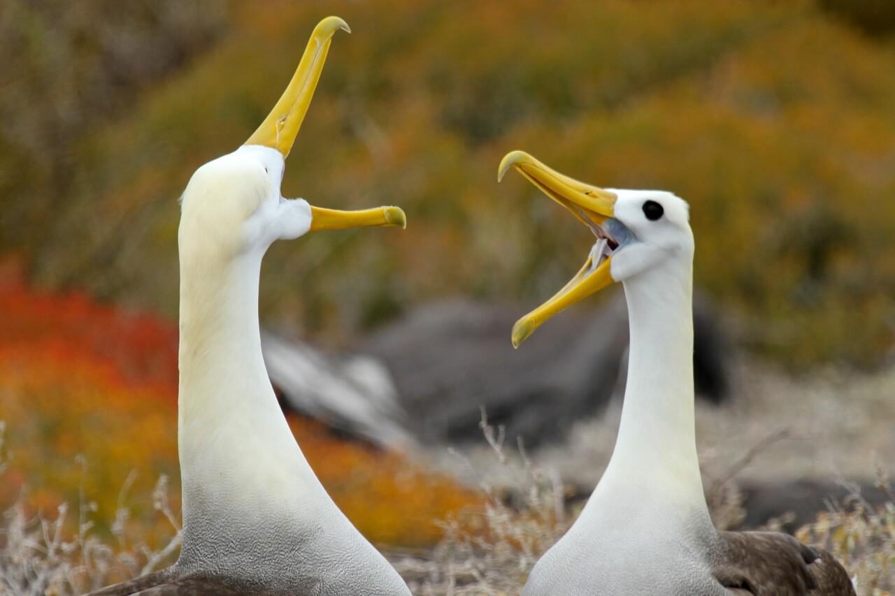 Waved Albatross perform their courtship ritual. © Wayne Sentman