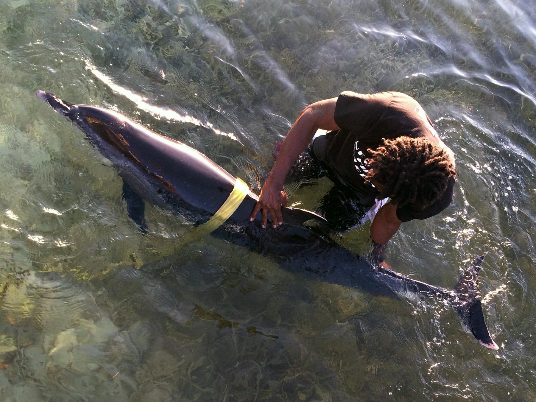 A pantropical spotted dolphin stranded on August 3rd, 2015 and was brought to our field station for rehabilitation. 