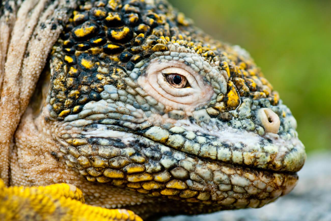 There are two species of Galapagos land iguana, endemic to the islands. © Roderic Mast