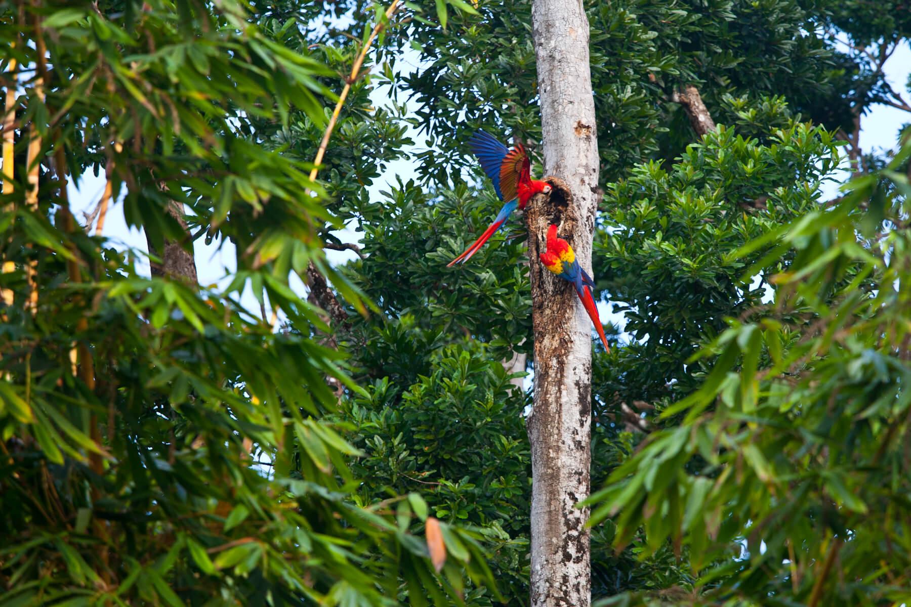 Scarlet Macaws on the Osa Peninsula. © Brian J. Hutchinson