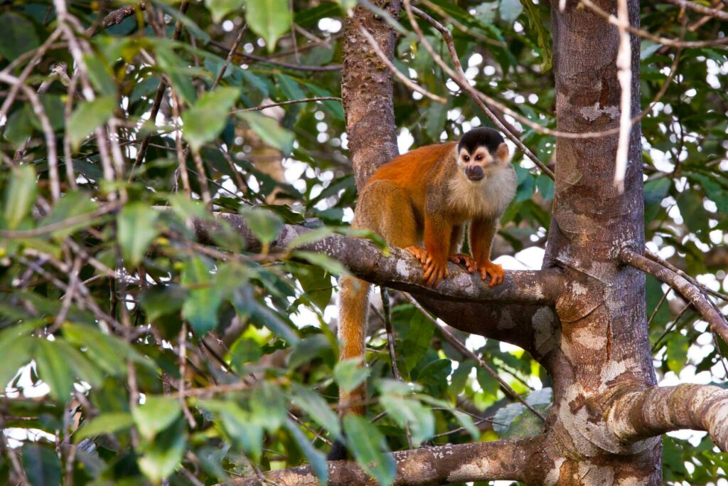 squirrel monkey costa rica