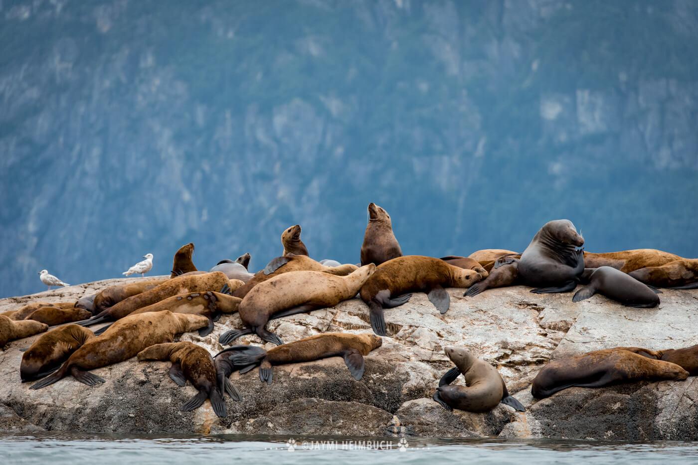 Steller sea lions rest near South Marble Island in Glacier Bay. © Jaymi Heimbuch