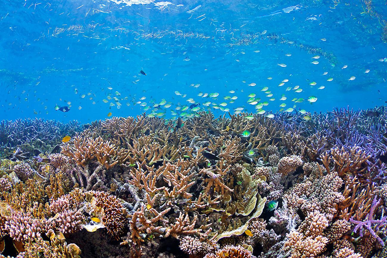 Staggering coral diversity at Fantasy Reef. © Keoki Stender