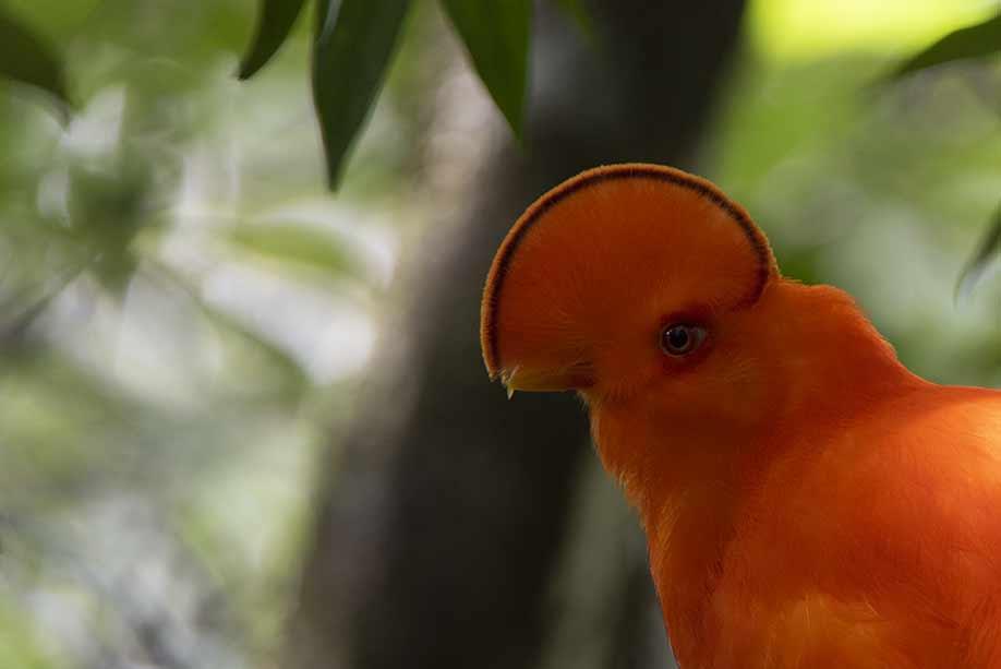 Guianan Cock-of-the-Rock