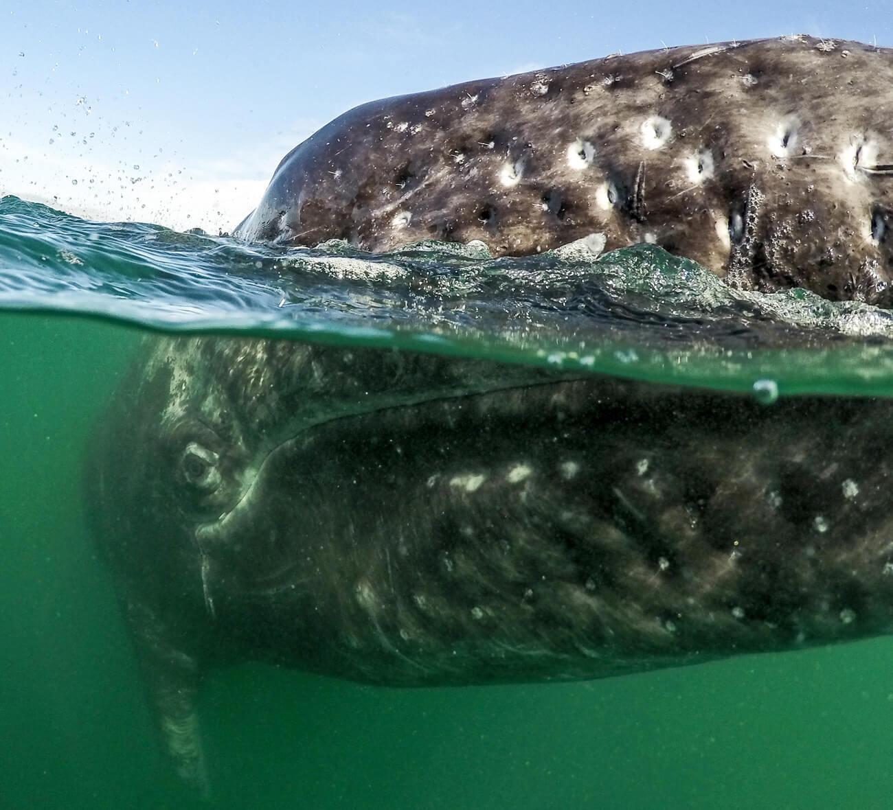 A curious gray whale calf. © Jose Sanchez