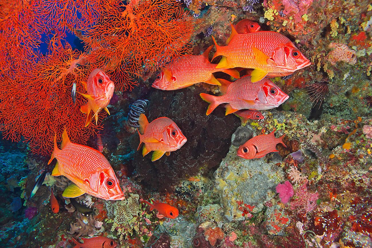 A school of sabre squirrelfish (Sargocentron spiniferum). © Keoki Stender