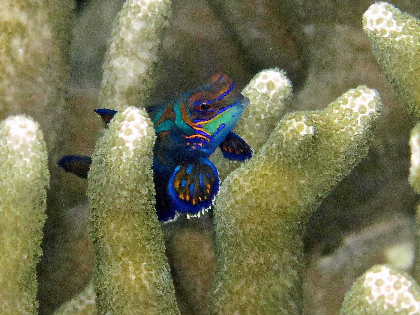 Mandarinfish Palau