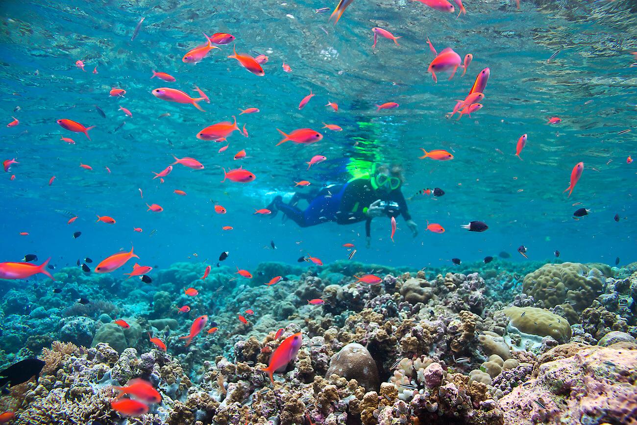 Oceanic Society traveler, Jane, watches colorful Anthias on the reef. © Keoki Stender