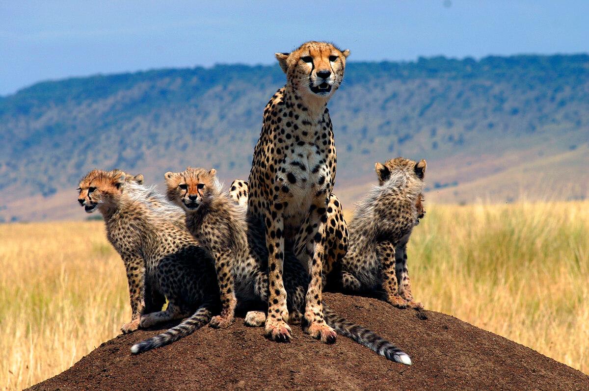 A cheetah mother and cubs on the Mara. © Wayne Sentman