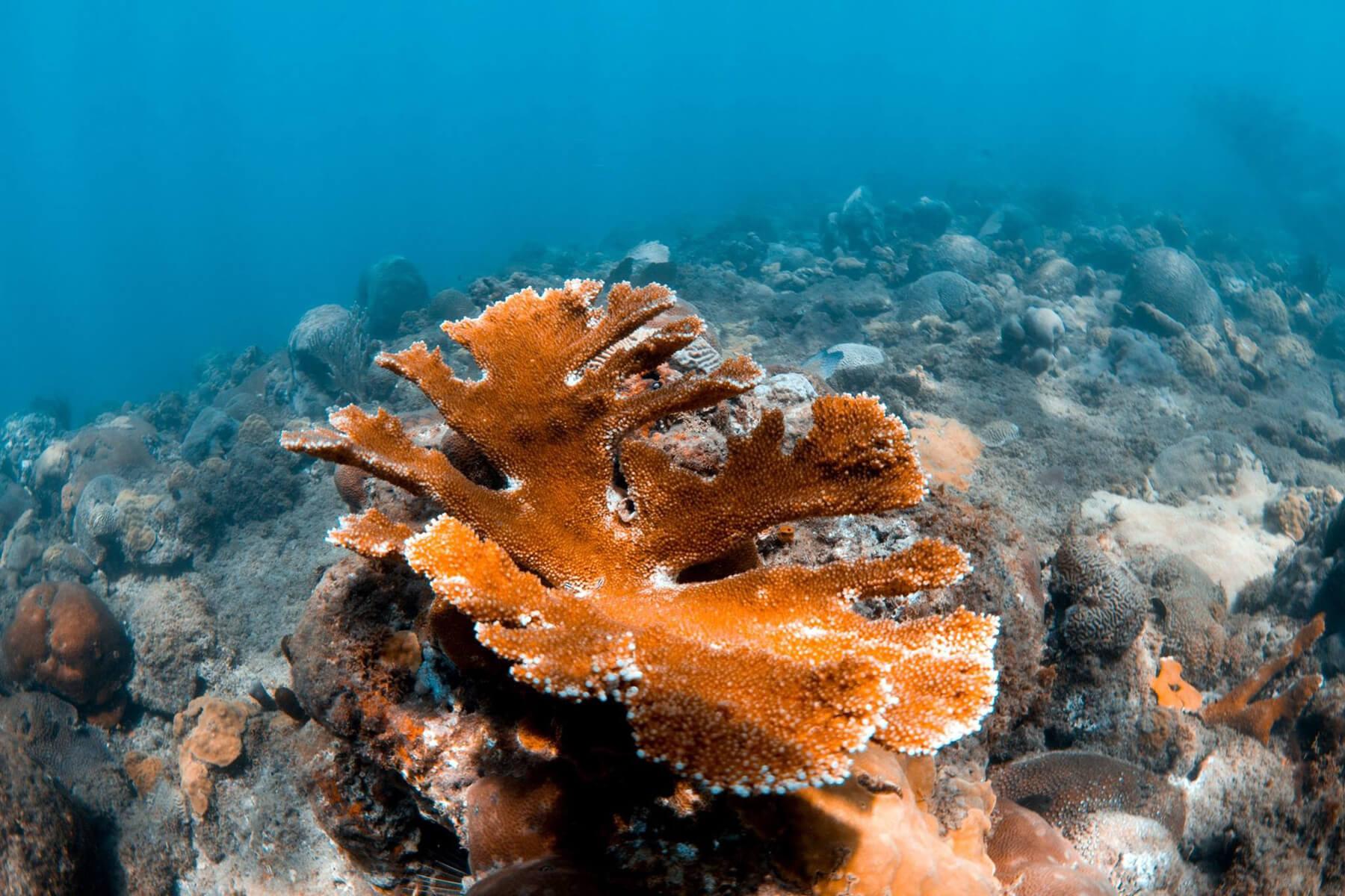 Volunteer abroad to monitor coral reef health in Puerto Rico while learning to identify reef fish. © Islamar