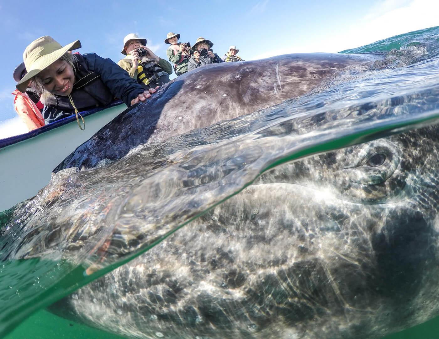 Passengers enjoy an intimate encounter with a gray whale. © Jose Sanchez