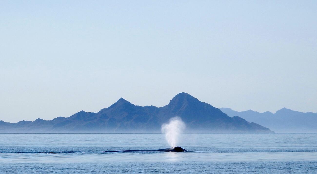 A blue whale blows in the calm waters off Loreto. © Roger Harris