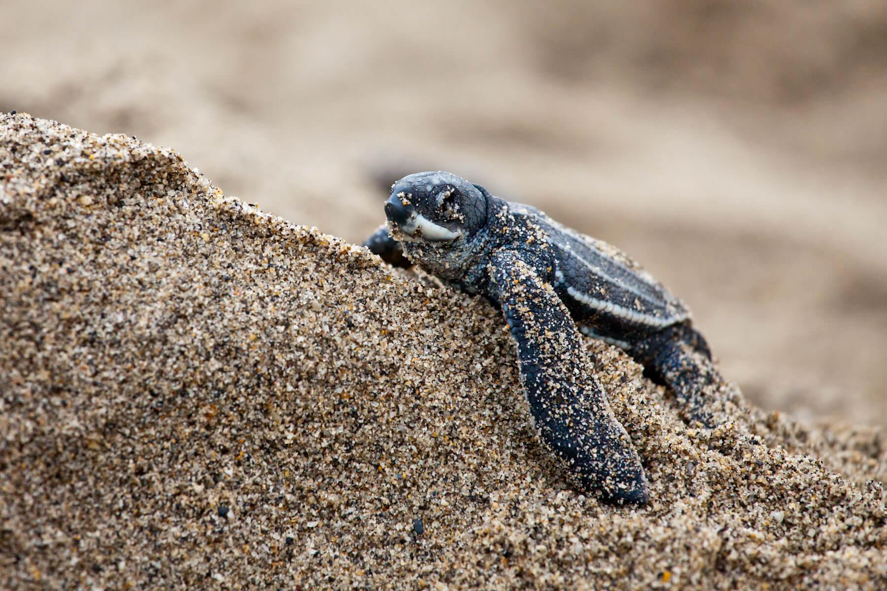 A leatherback turtle hatchling in Trinidad. © Brian J. Hutchinson