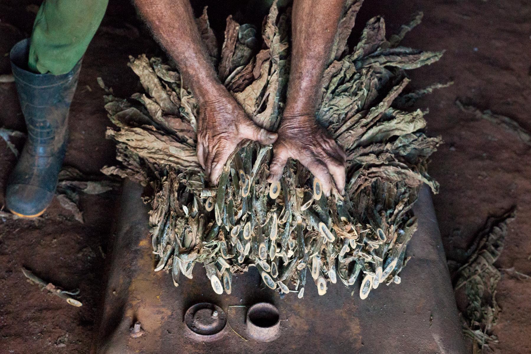 A farmer bundles drying tobacco 