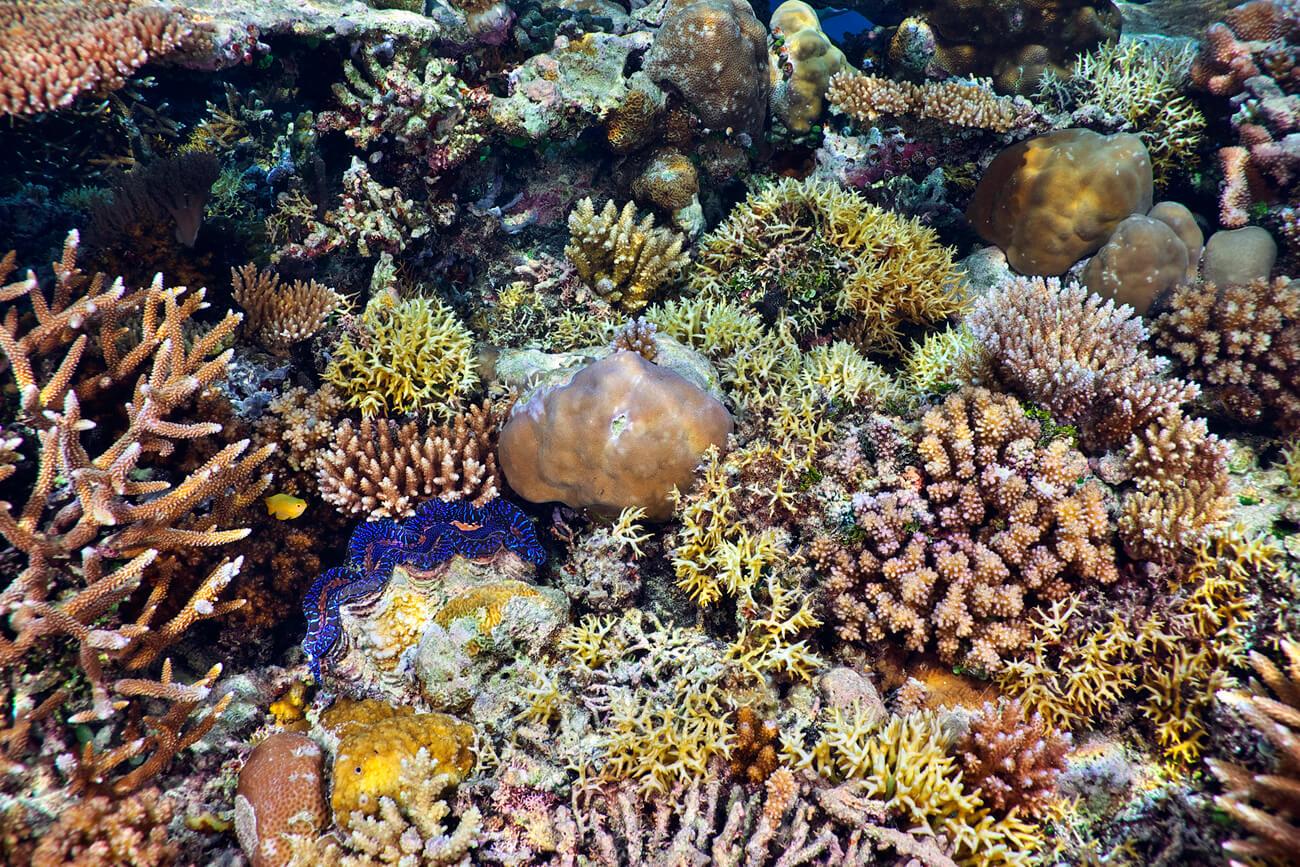 The coral gardens of Ulong Island are the perfect home for a giant clam (Tridacna gigas). © Keoki Stender