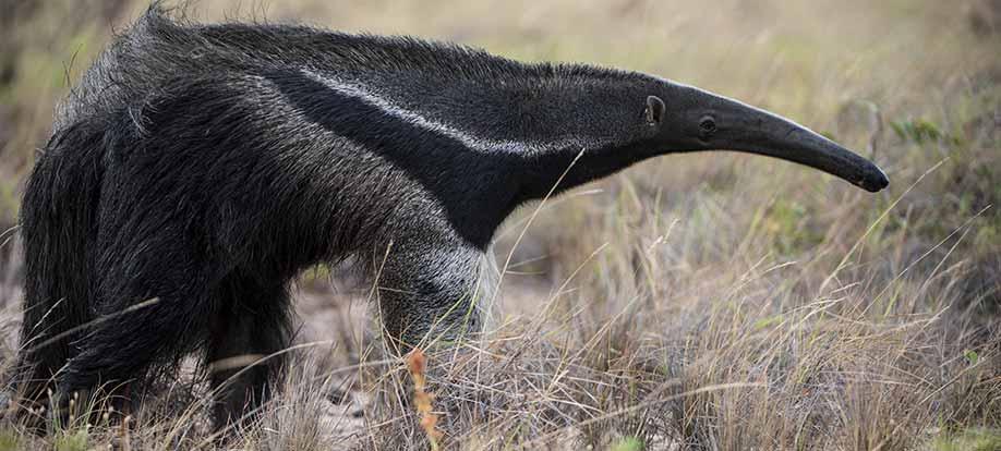 giant anteater on the Rupununi savanna