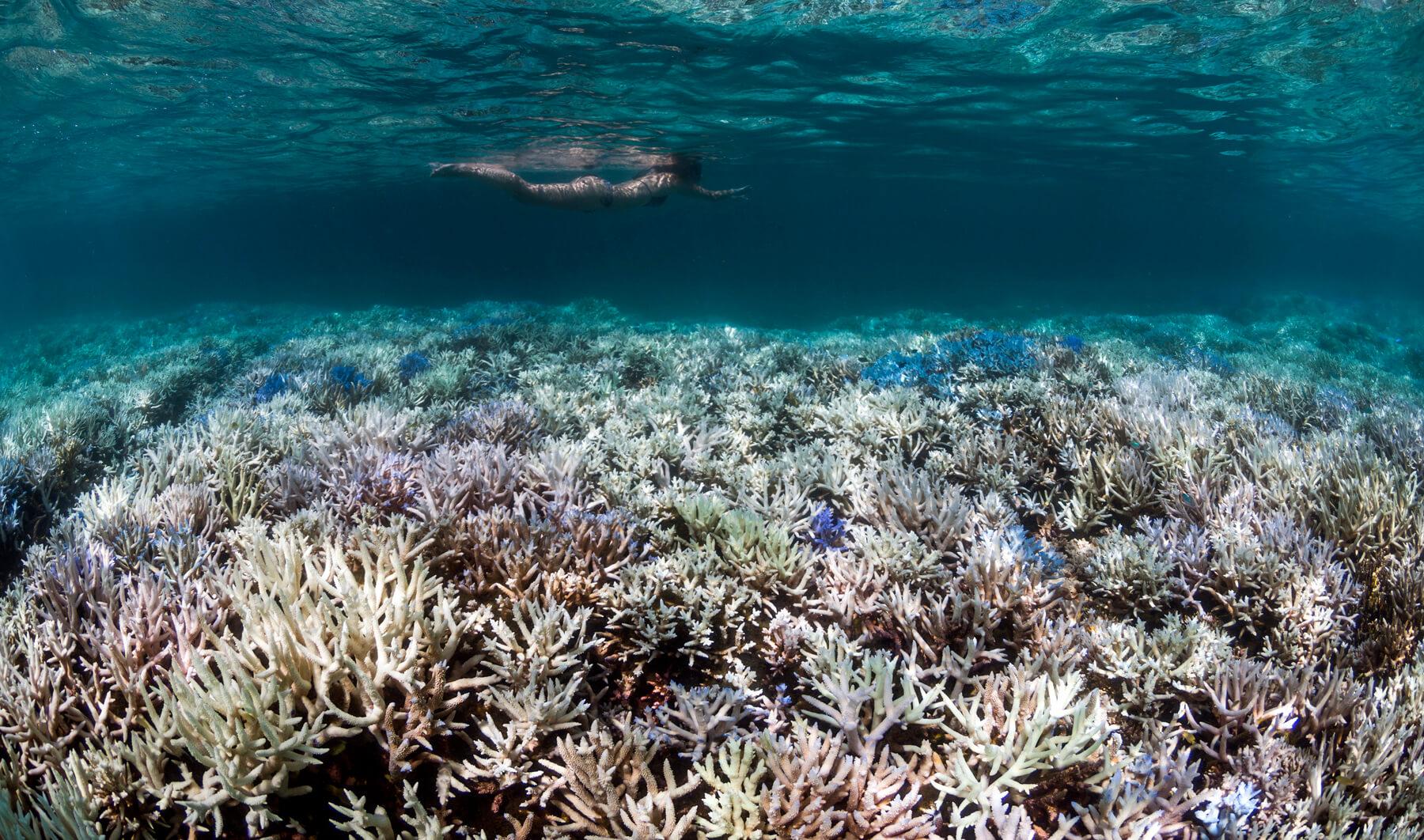 reef safe sunscreen protects coral reefs from bleaching