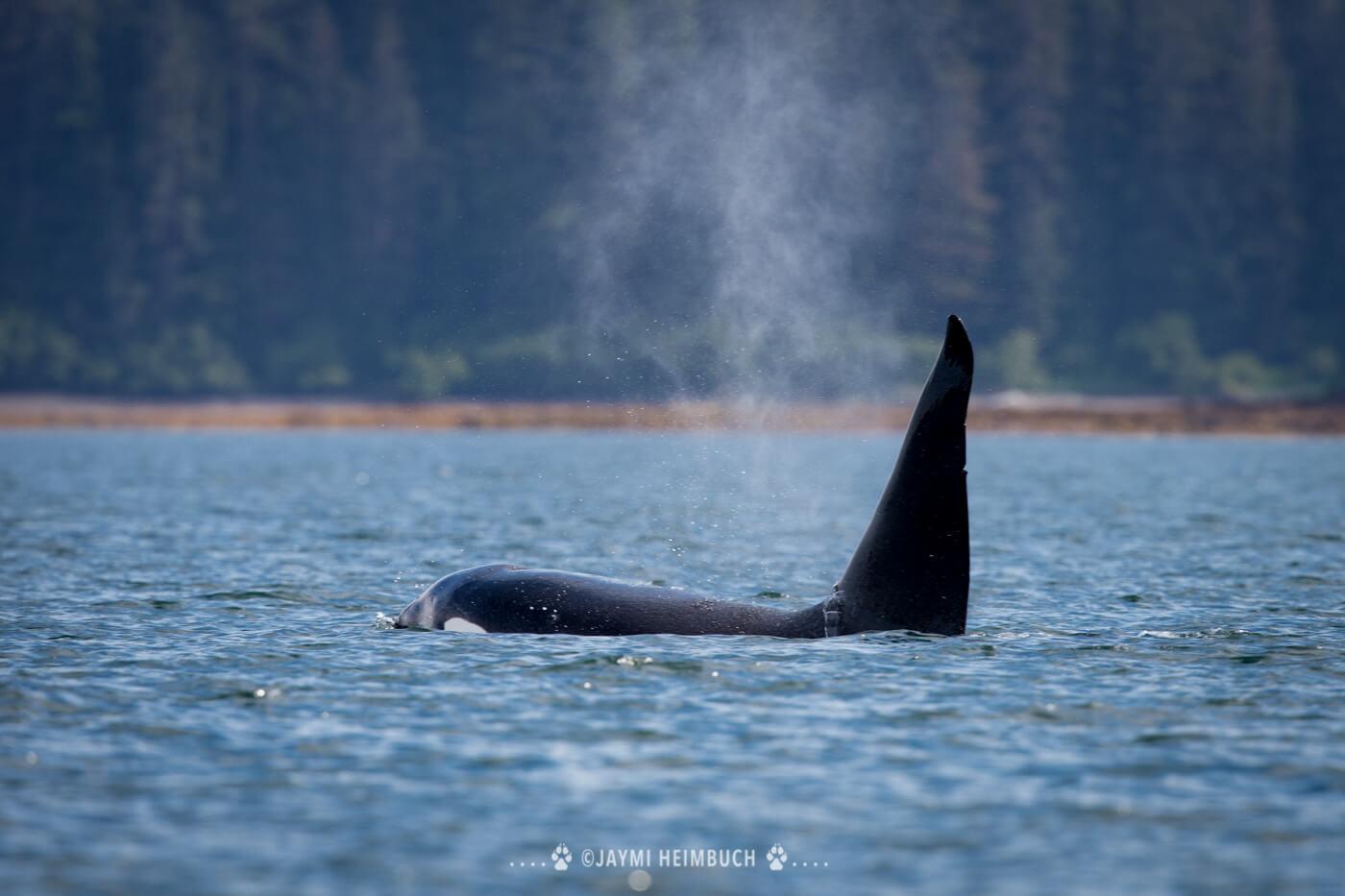 A male orca with its distinctively large dorsal fin. © Jaymi Heimbuch