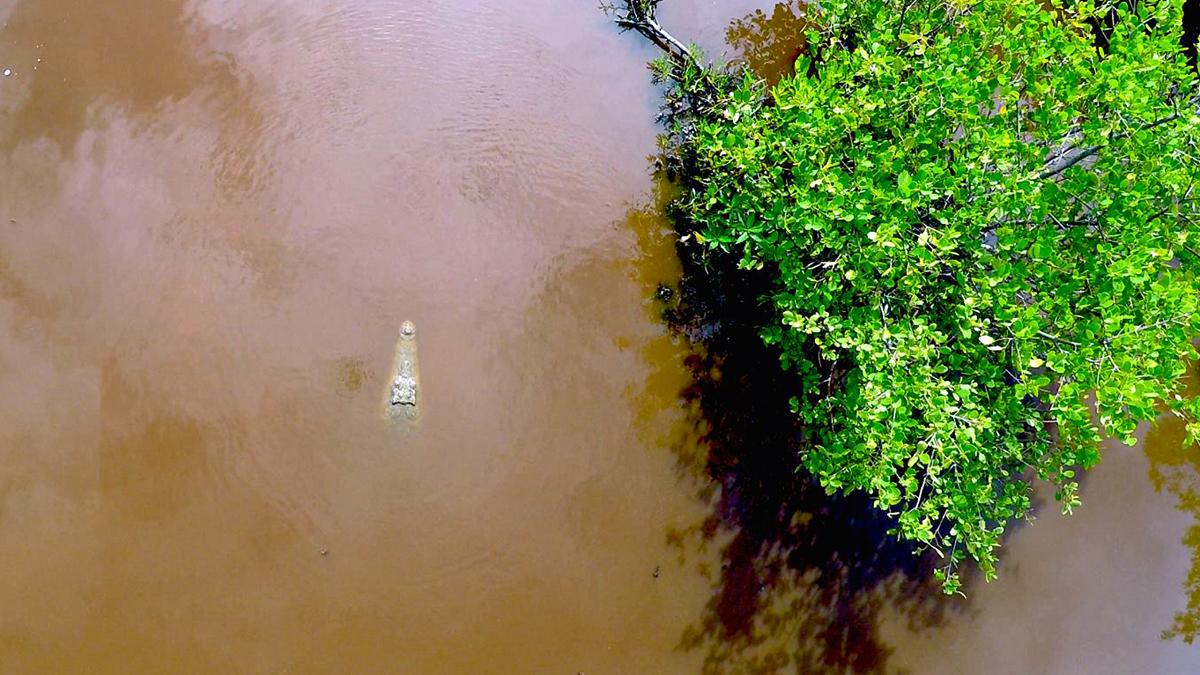 An American crocodile in the lagoon behind the field station. © Eric Ramos