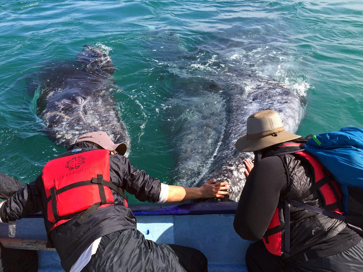 A friendly gray whale cow and calf approach our panga. © Kathi Koontz