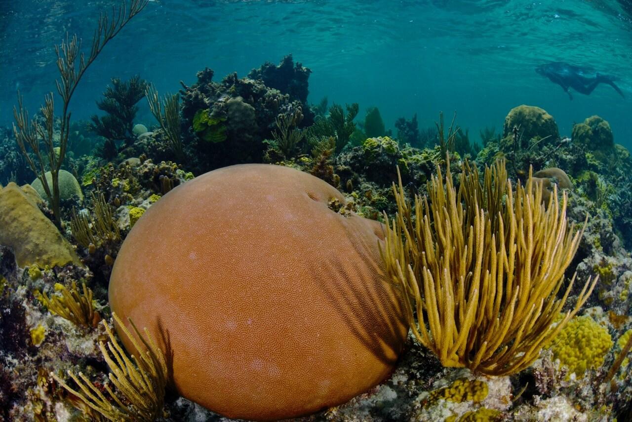 Gardens of the Queen is home to the Caribbean's healthiest coral reefs. © Noel Lopez