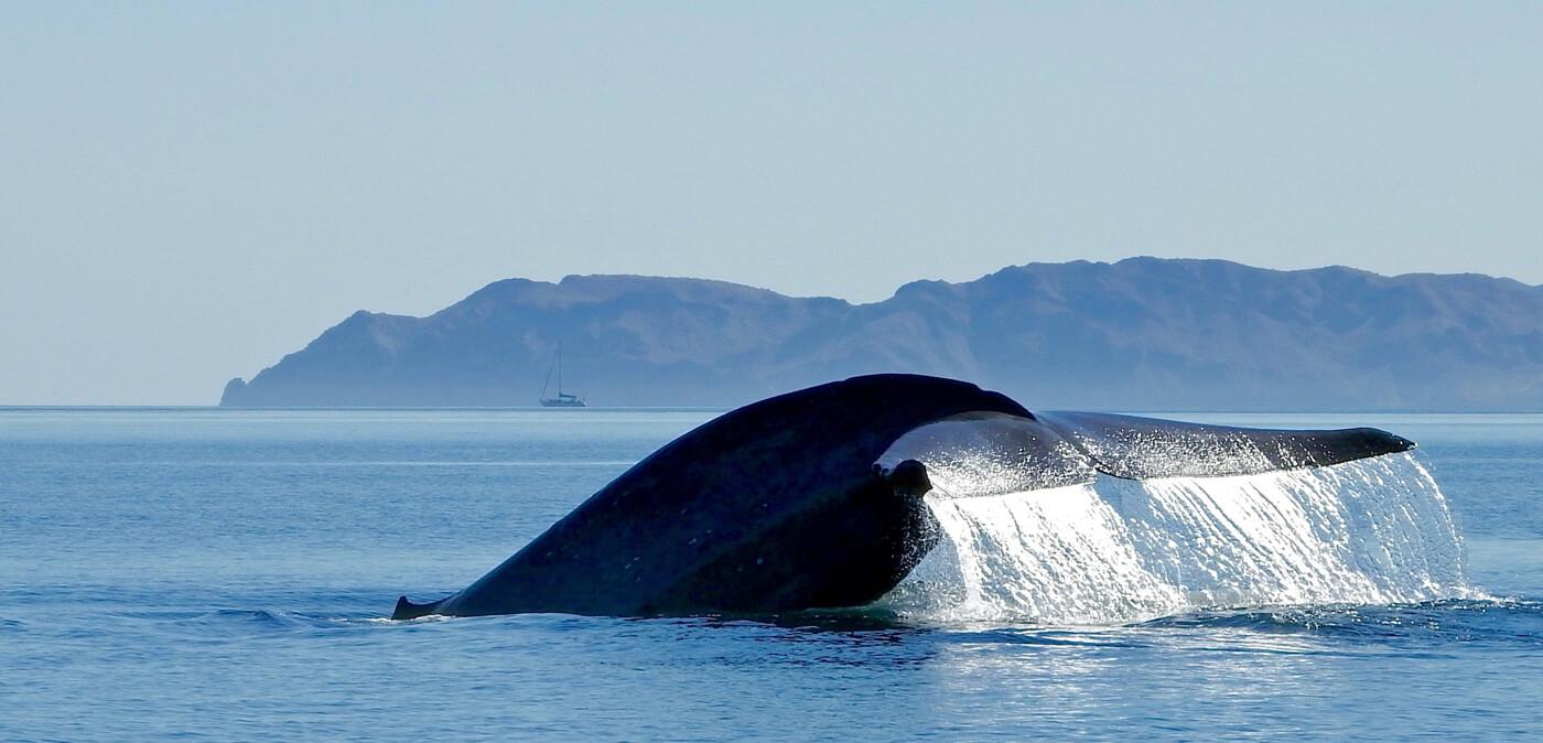 The massive fluke of a blue whale in the Sea of Cortez. © Roger Harris