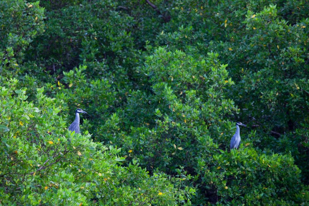 Herons in Costa Rica