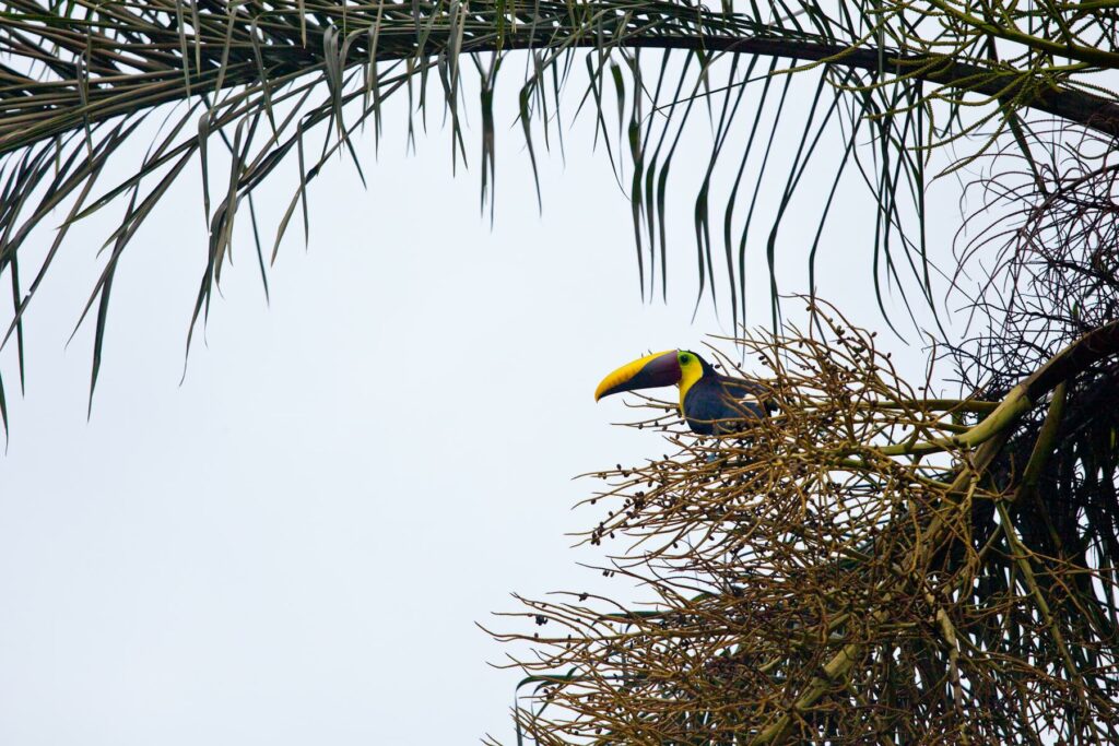 toucan in costa rica