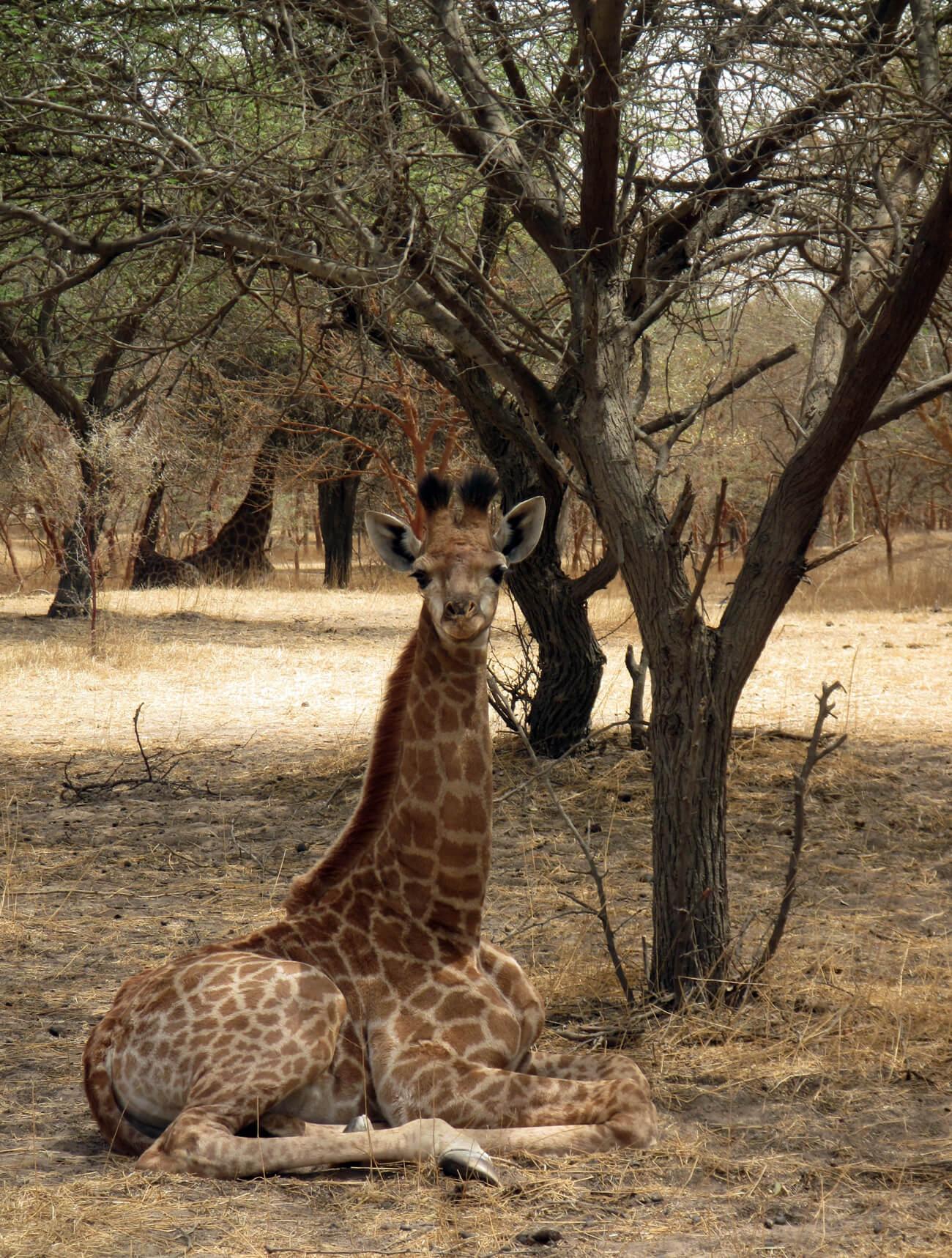 A young giraffe relaxes at Bandia Reserve, Senegal. © Lucy Keith-Diagne 