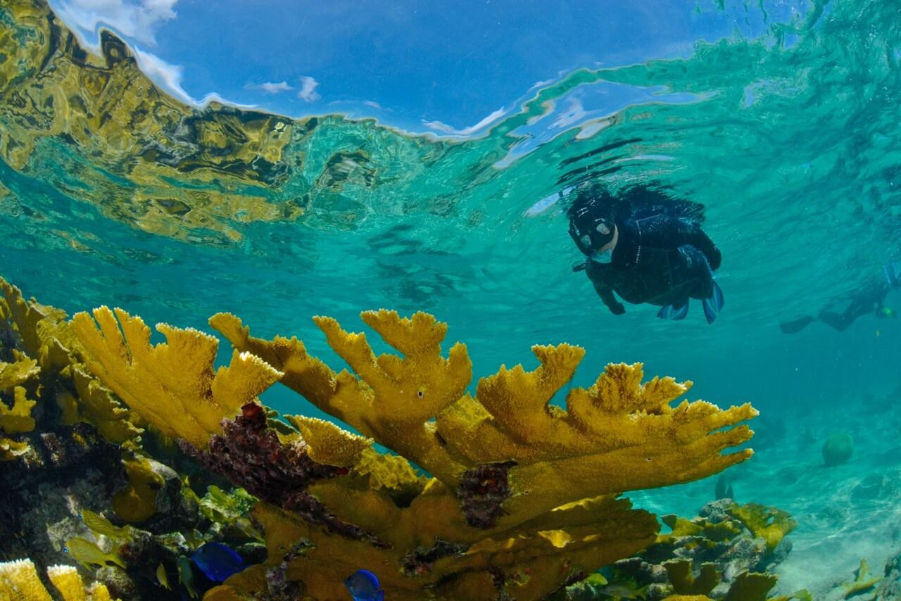 Cuba's Gardens of the Queen is home to the healthiest reefs in the Caribbean. © Noel Lopez