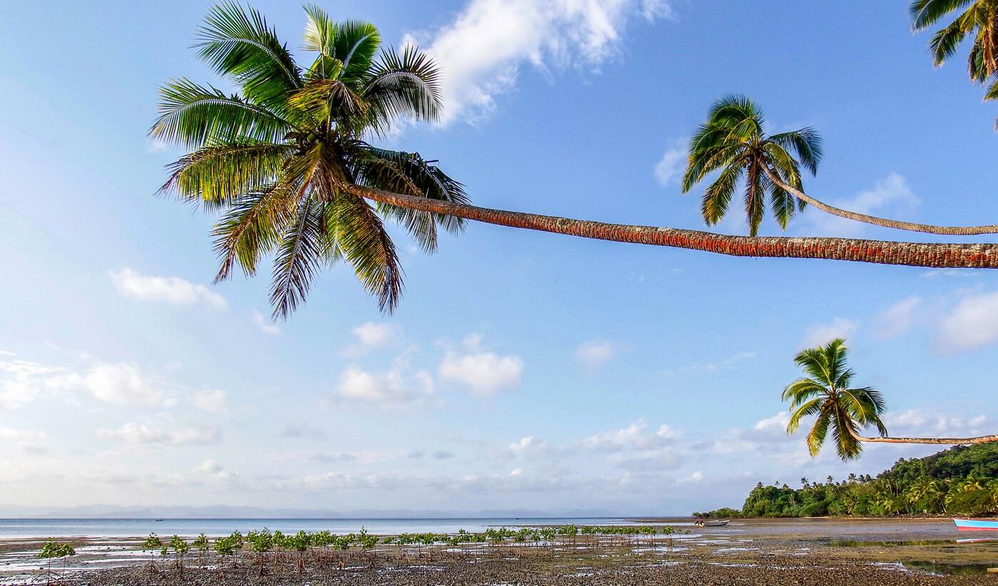 Palm trees and newly planted mangroves at Beqa Lagoon Resort. © Roger Harris