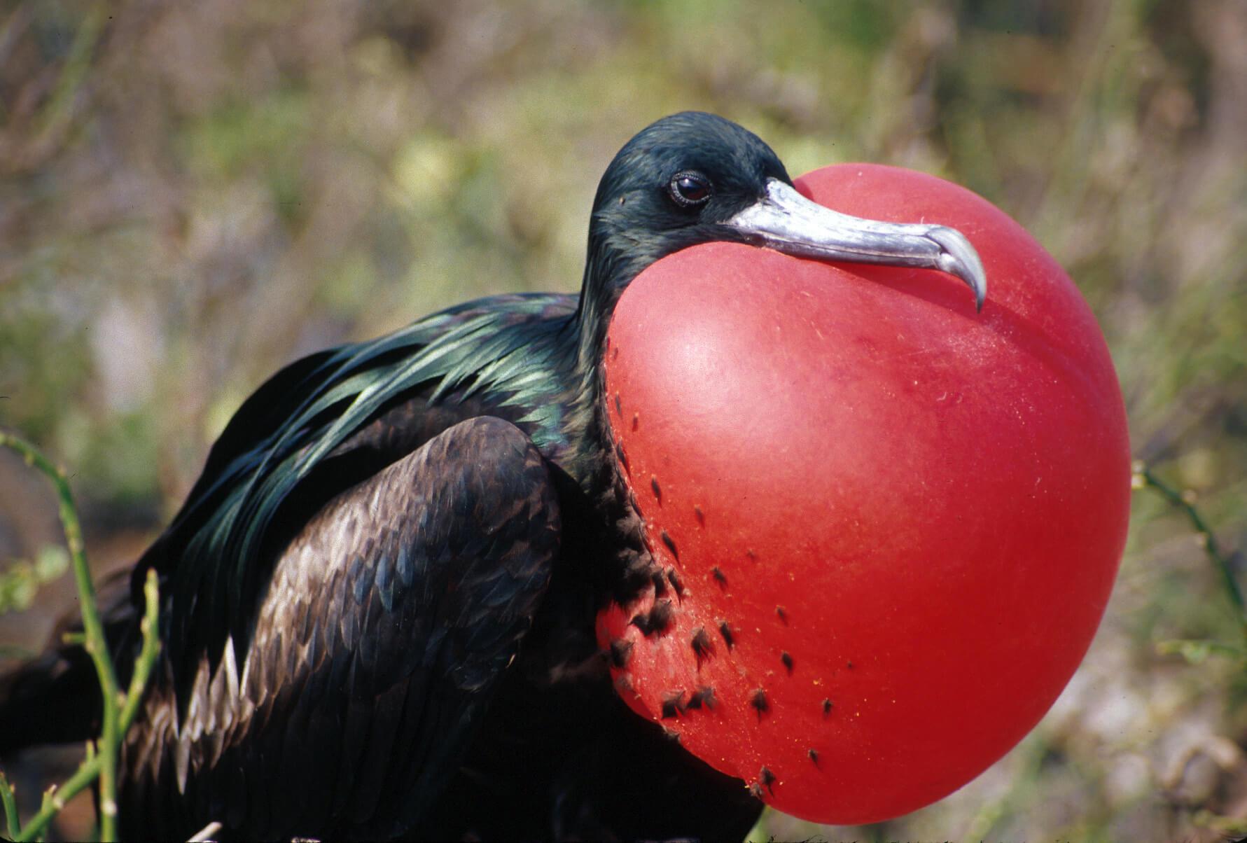 Frigatebirds are known for their impressive mating displays. © Roderic Mast