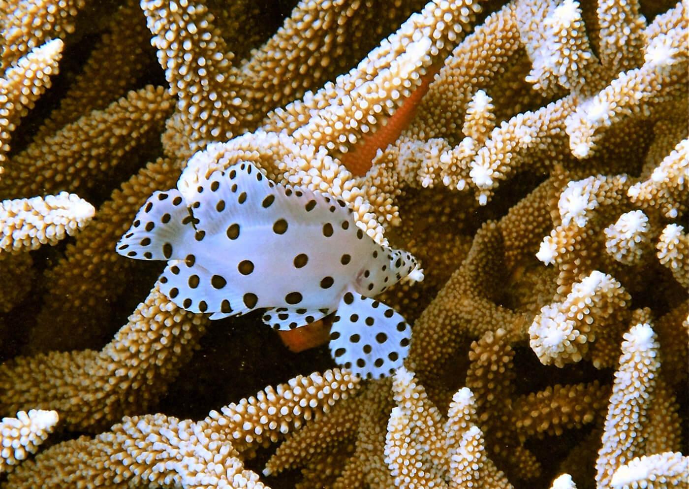 reef fish Palau