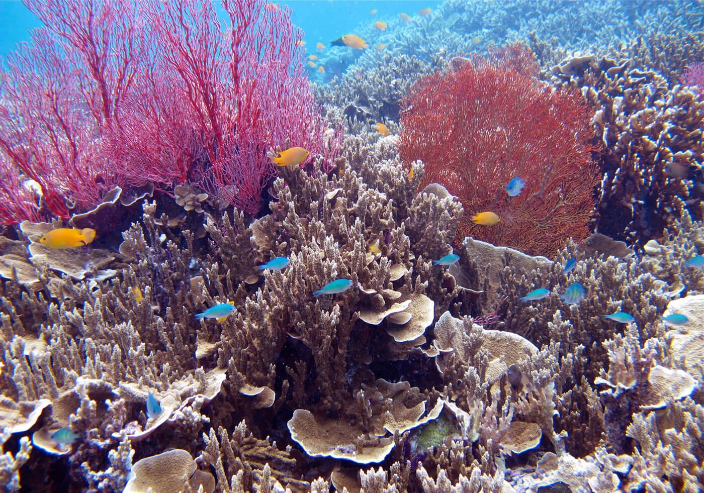 Palau is home to more than 1,500 species of fish. © Wayne Sentman