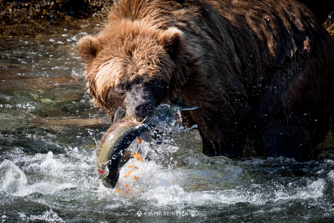 A coastal brown bear catches a gravid salmon. © Jaymi Heimbuch