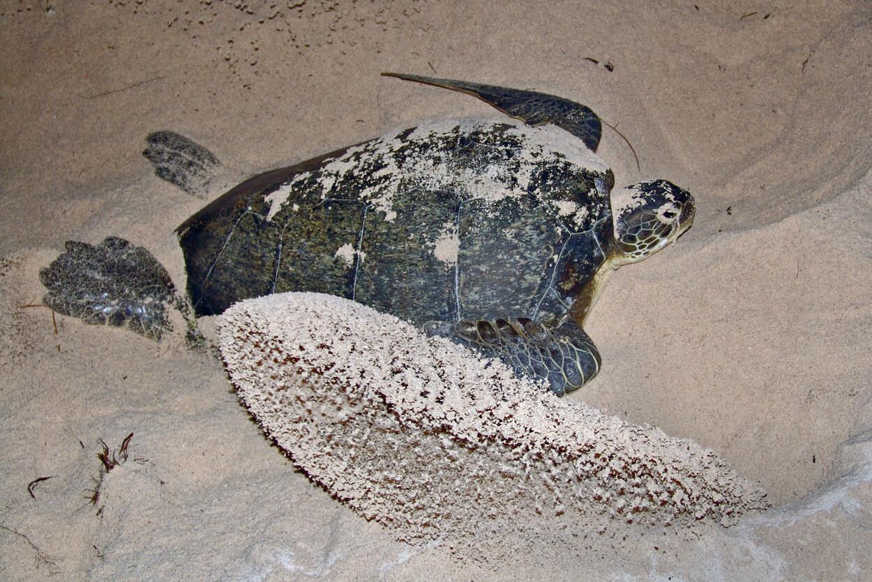 We'll dedicate two nights to patrolling for nesting sea turtles. © Sergio Romero Torras