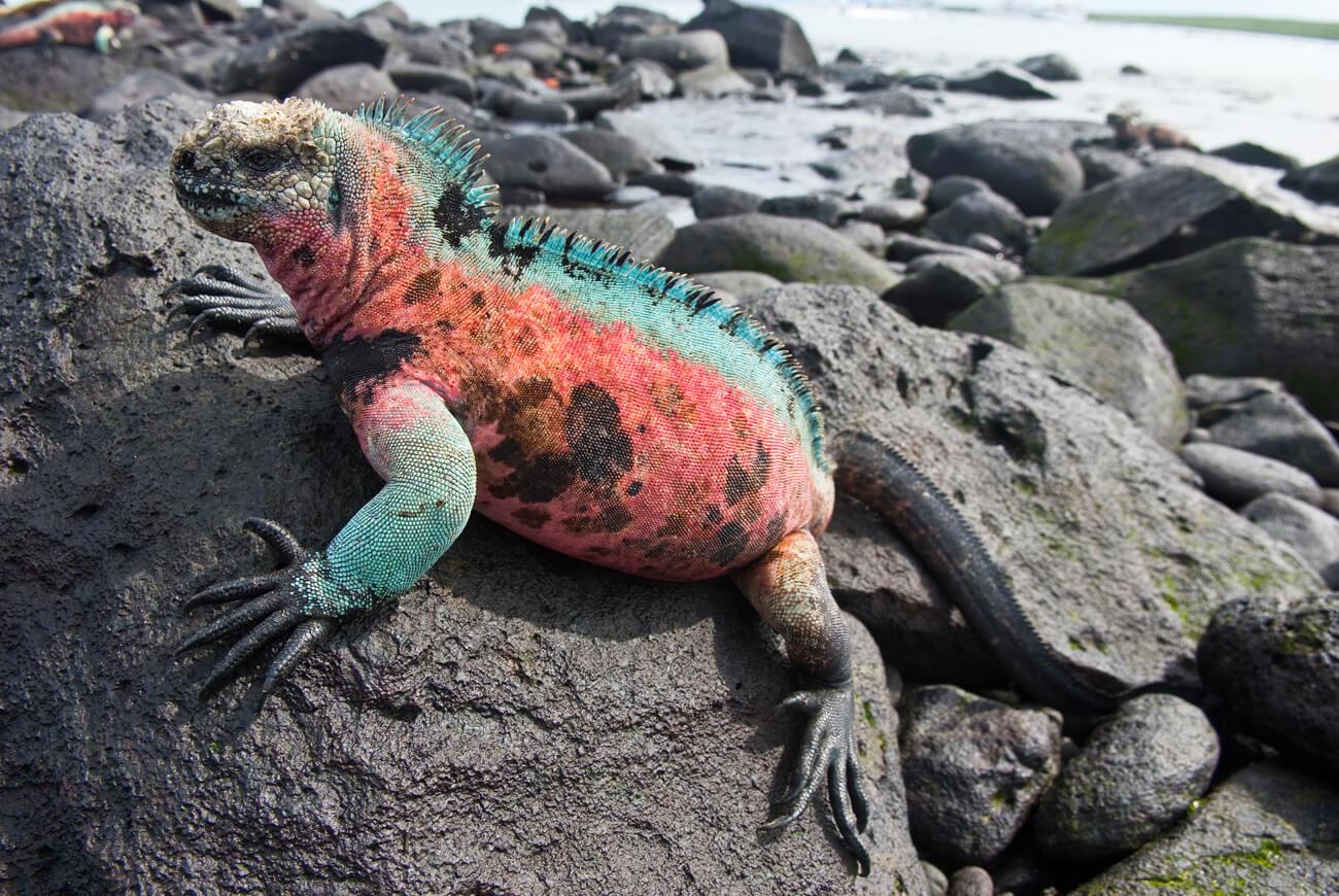 A brightly colored marine iguana, typical of those on Espanola Island. © Roderic Mast