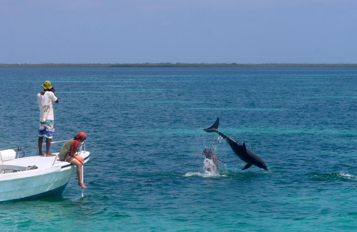 Observing bottlenose dolphins near the field station. © Vailett Müller