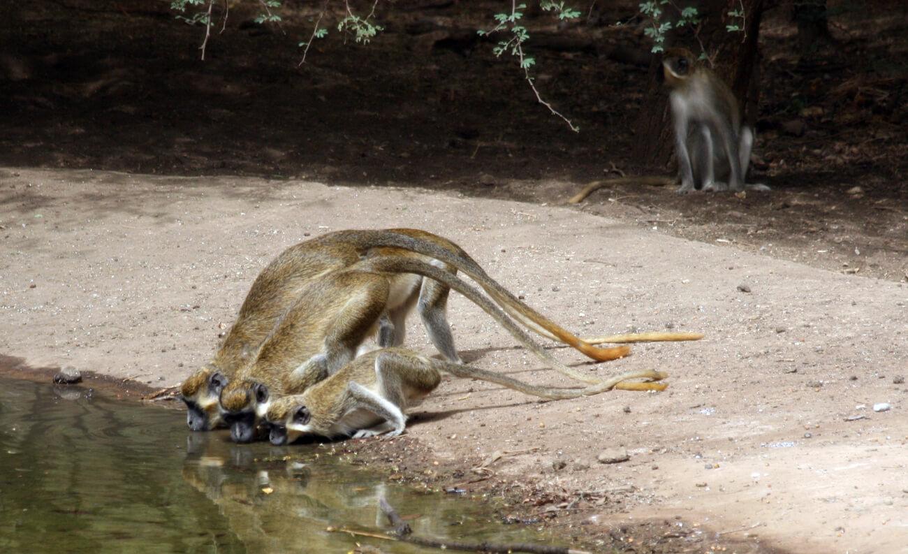 Callithrix monkeys drink from a water hole at Bandia Reserve © Lucy Keith-Diagne 