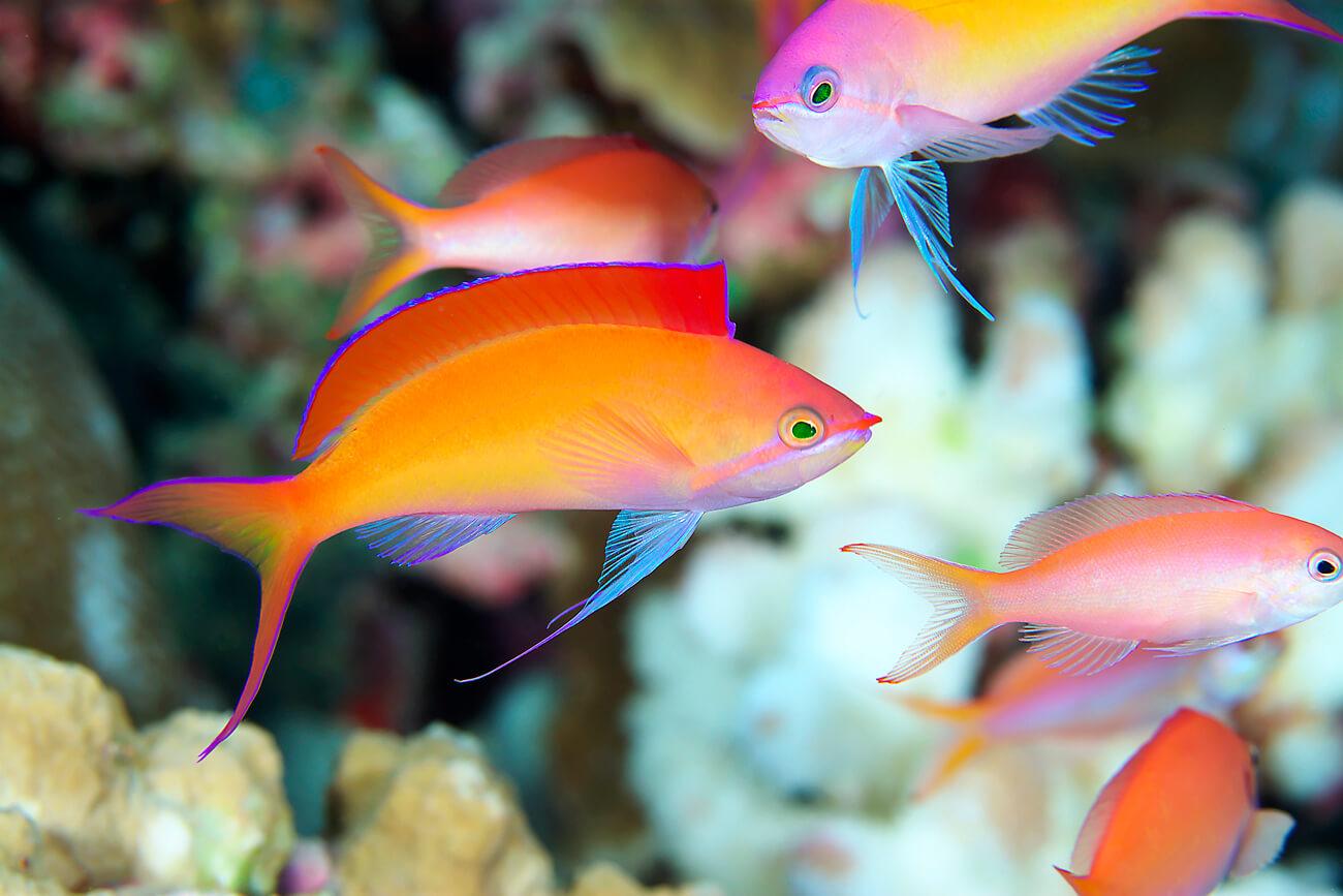 Brightly colored Redfin Anthias (Pseudanthias dispar). © Keoki Stender