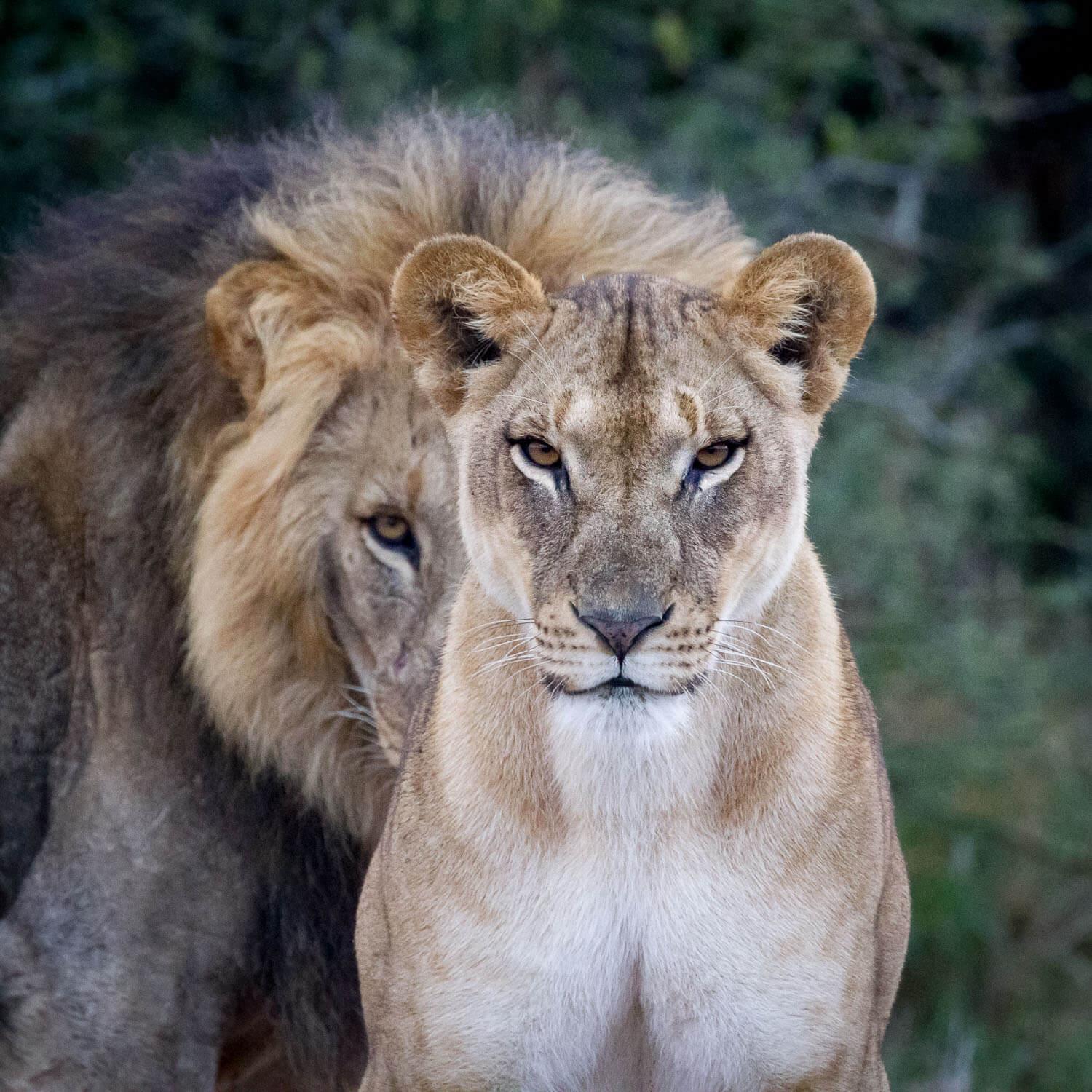 Our expedition offers the chance to see all of the "Big Five." © Jaymi Heimbuch