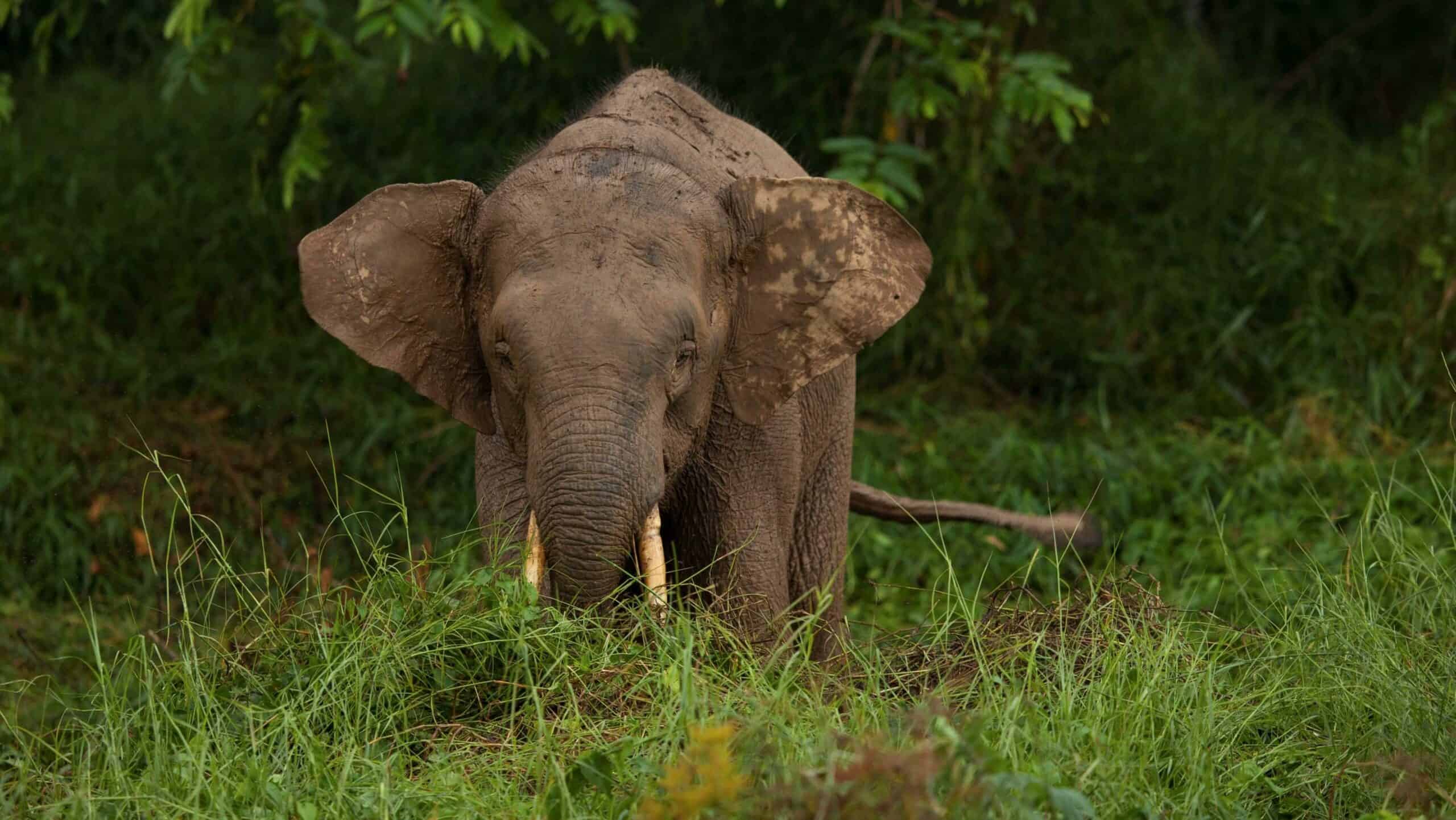 A Borneo pygmy elephant. © Charles Ryan