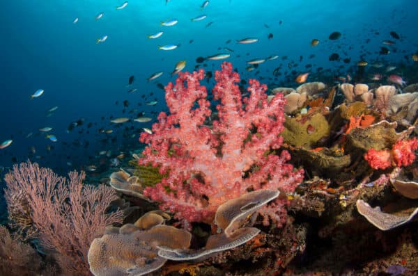 soft corals in Raja Ampat