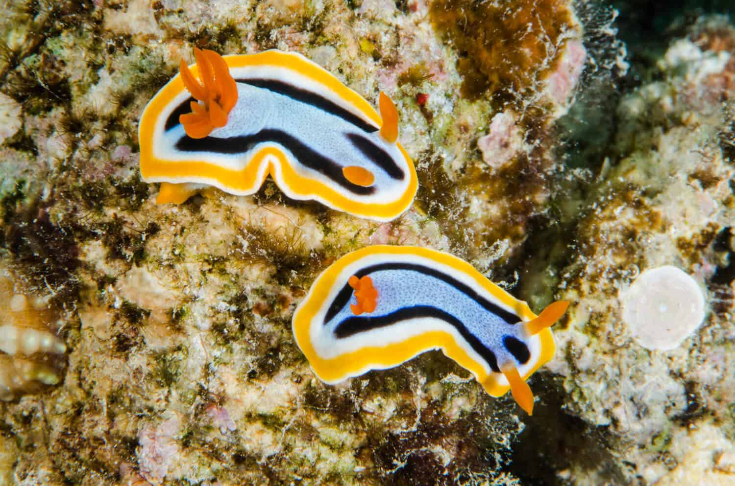 nudibranchs in Raja Ampat