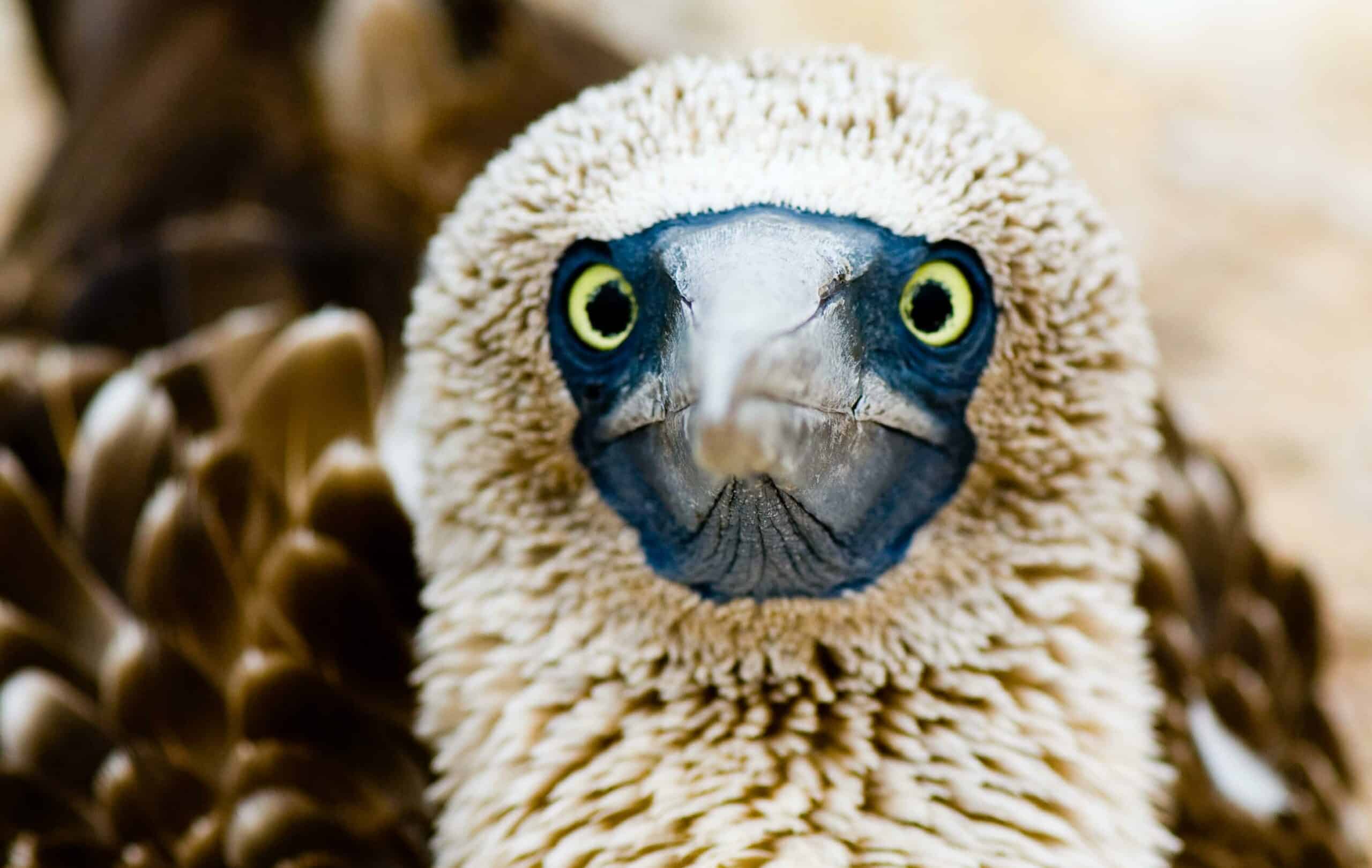 A close-up view of a Blue-footed Booby. © Roderic Mast