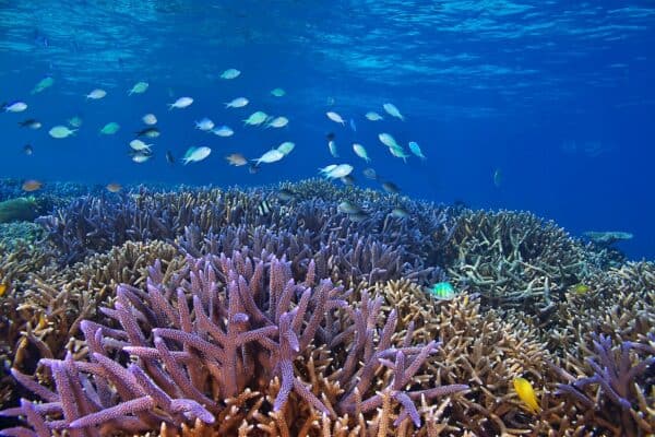 coral reef Palau