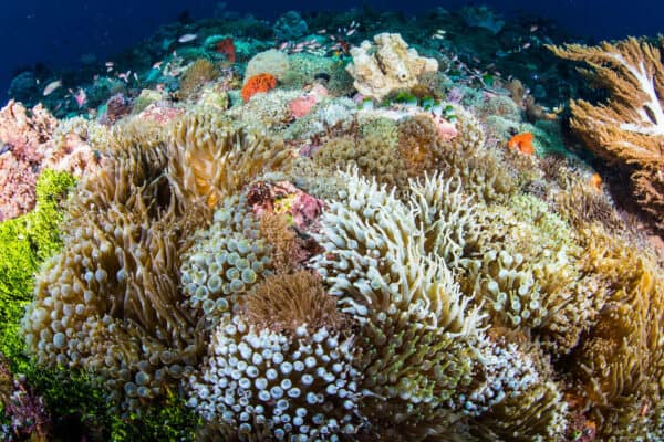 Alor Indonesia coral reef